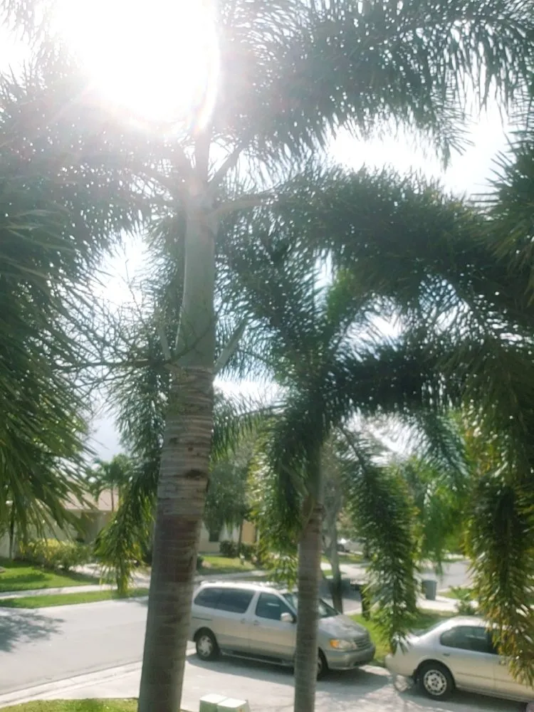 Affordable landscape installation in Port St Lucie, FL - Green Gold Lawn Care