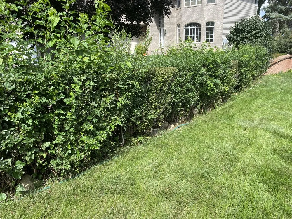 Local lawn care service experts serving Savage, MN - Green Gorilla Lawn Care