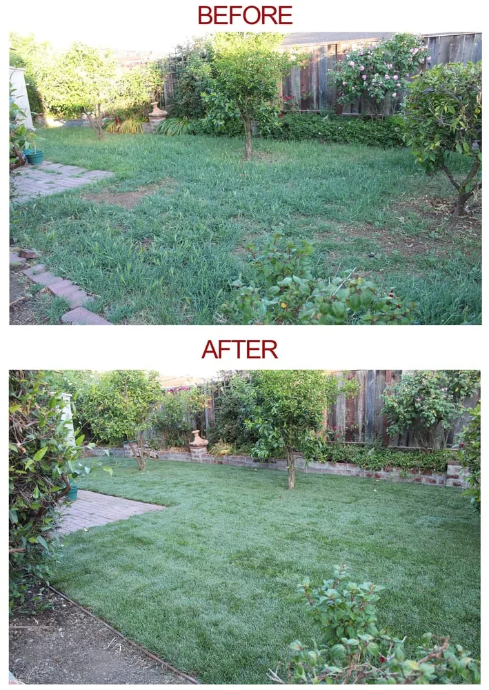 Affordable yard cleanup service for residential properties in Campbell. Ca, CA by Green Grass