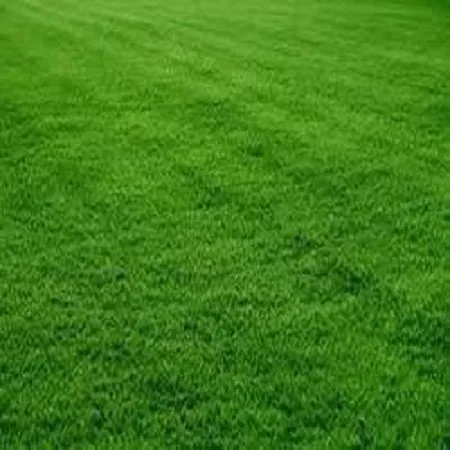 Affordable outdoor landscaping near you across Caledonia, MI - Green Grass Fertilization and Pest Control
