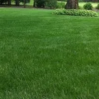 Custom yard cleanup service for beautiful yards in Huntington, NY by Green Grass Guy