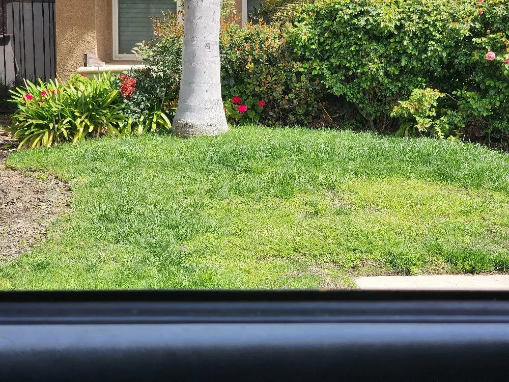 Custom residential landscaping in Fresno, CA by Green Grass In No Time