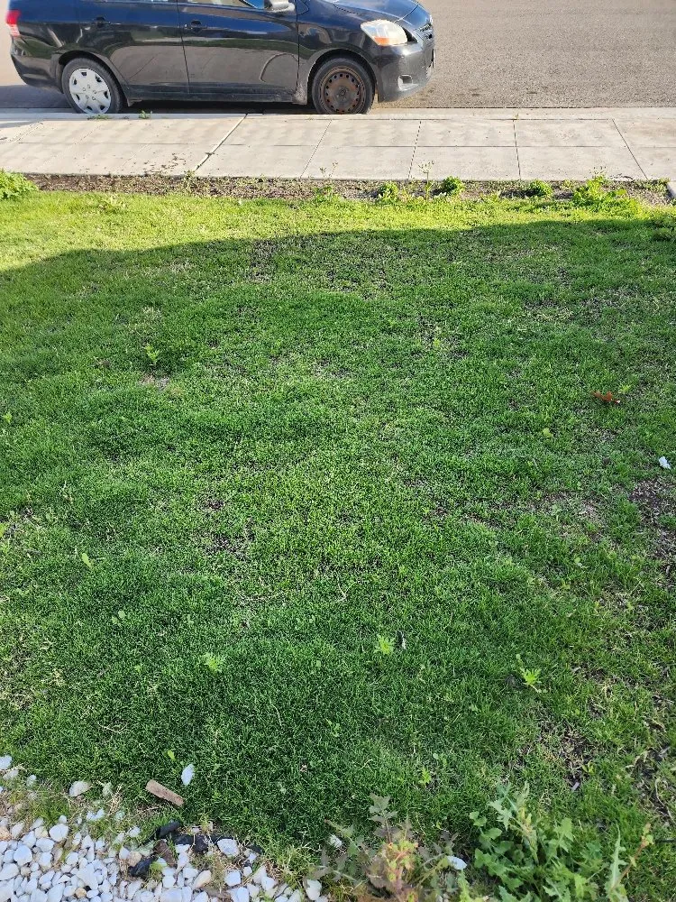 Professional landscape design in Fresno, CA by Green Grass In No Time