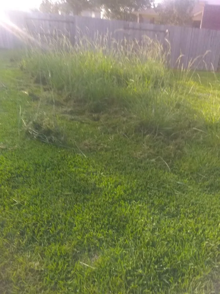 Expert landscape installation in Katy, TX - Green Grass Lawn Care & Landscaping