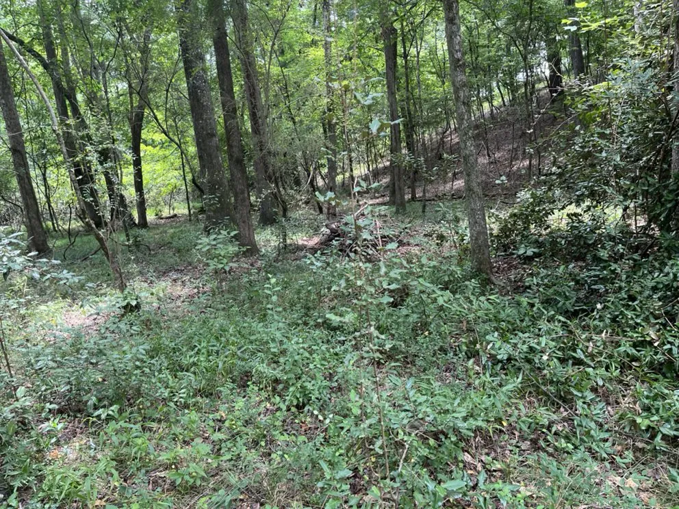 Affordable yard maintenance for beautiful yards across Columbus, GA - Green Grass Lawncare