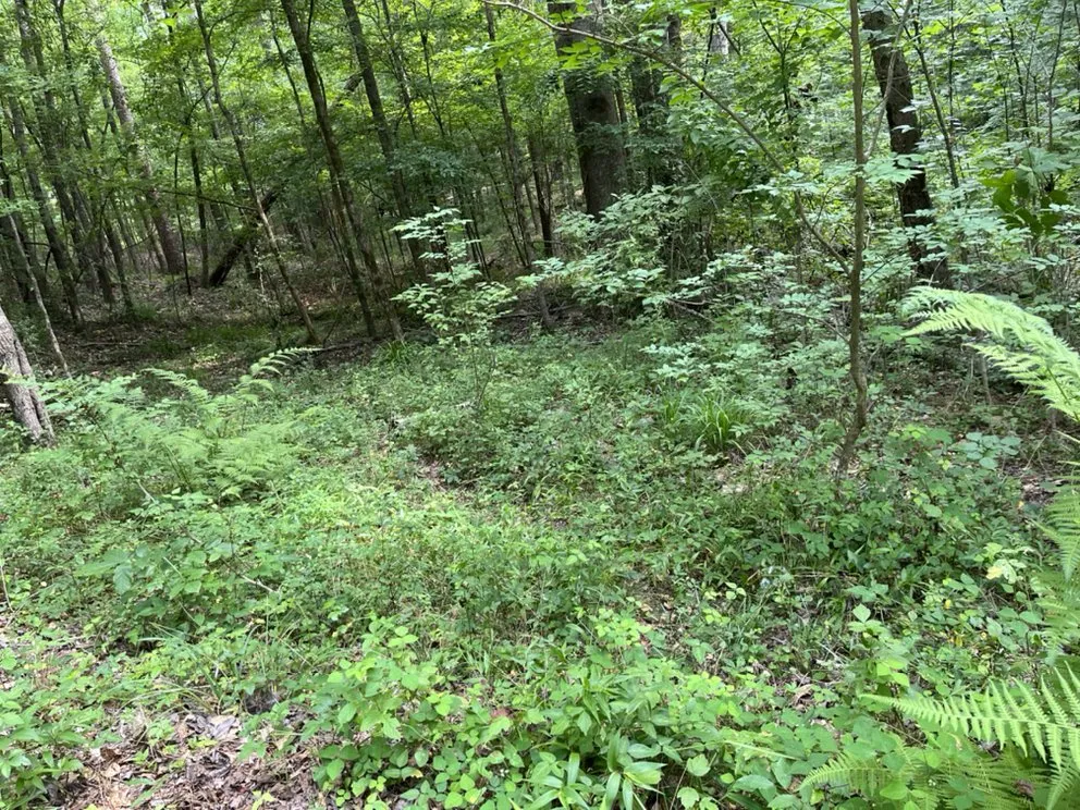 Local outdoor landscaping in Columbus, GA by Green Grass Lawncare