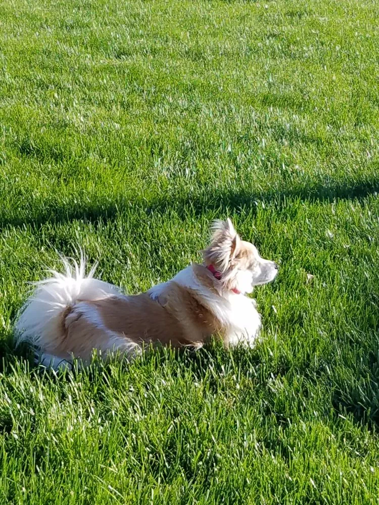 Top-rated landscape design experts serving Telford, PA - Green Grass Lawncare