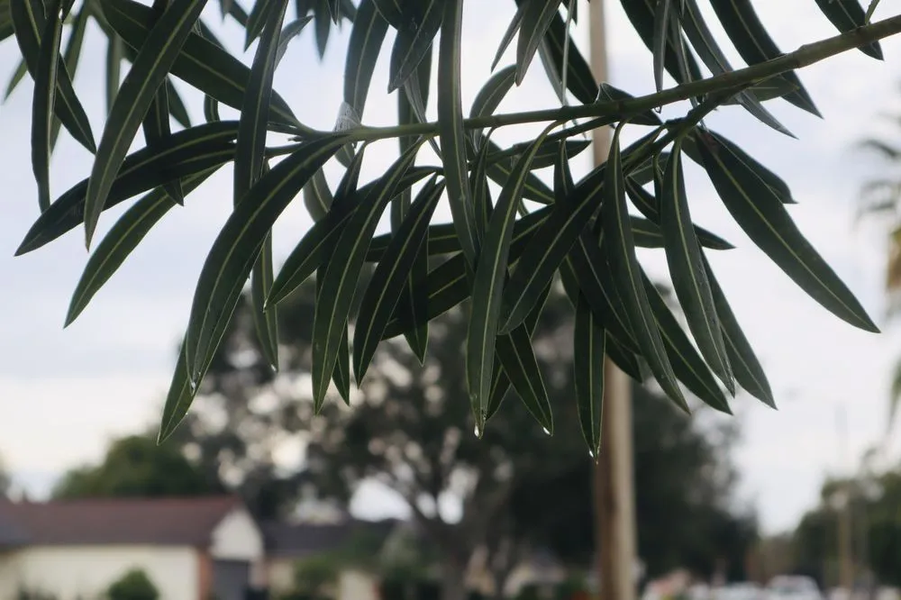 Professional landscape installation in Orlando, FL - Green Grass of Orlando