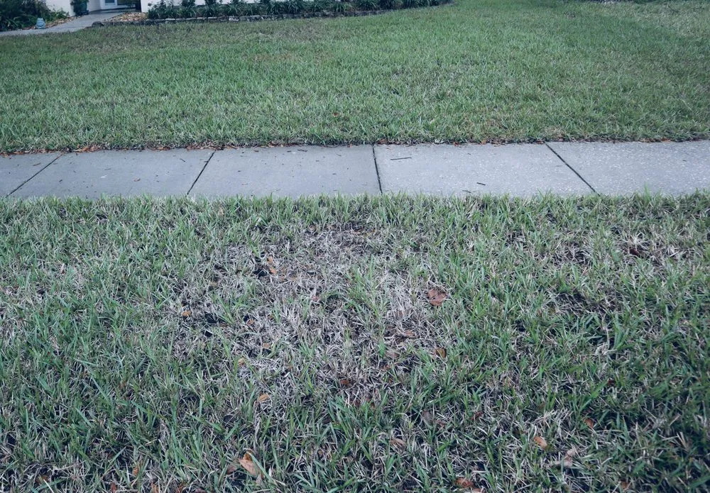 Professional lawn care service experts serving Orlando, FL - Green Grass of Orlando
