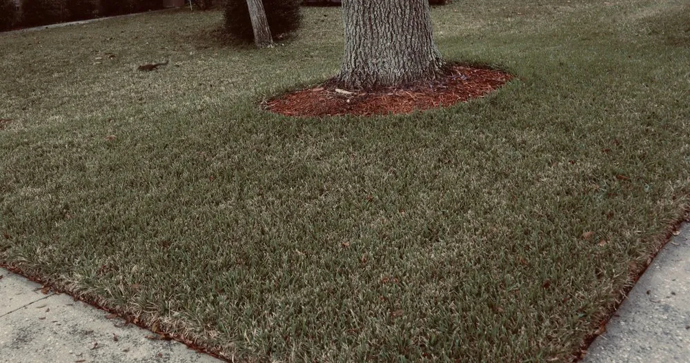 Affordable residential landscaping in Orlando, FL - Green Grass of Orlando