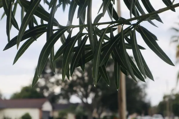 Green Grass of Orlando Logo
