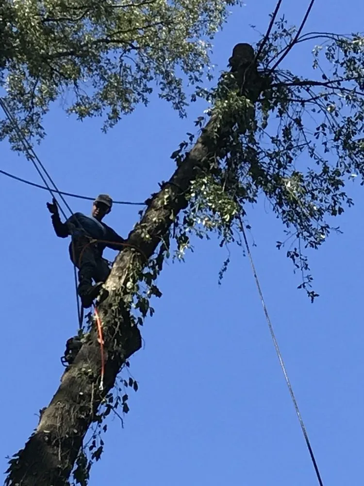 Local landscaping services in Atlanta, GA by Green Grass Pro