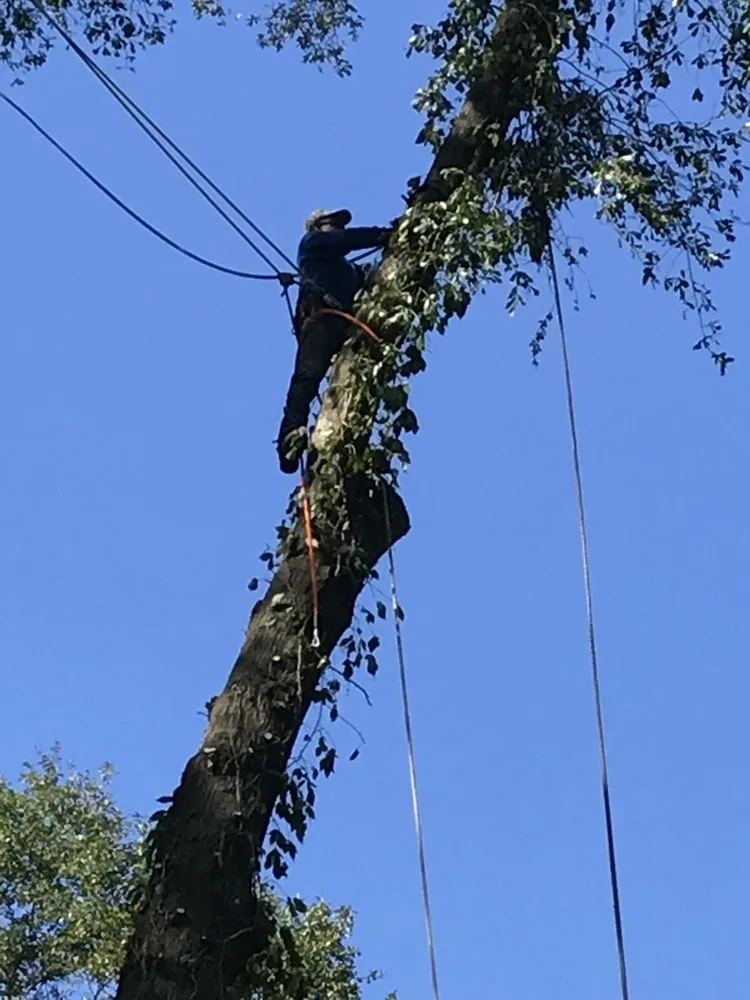 Reliable landscape installation for year-round maintenance across Atlanta, GA - Green Grass Pro