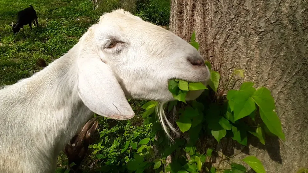 Custom garden landscaping experts serving Oxford, PA - Green Grazer Goats