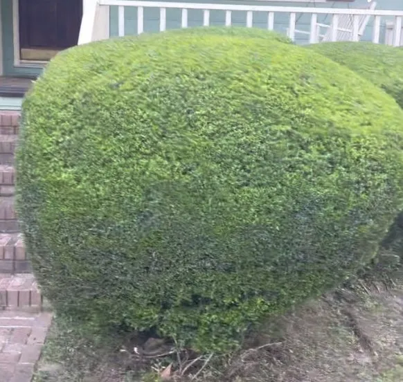 Reliable yard maintenance for beautiful yards across Orangeburg, SC - Green Grinders