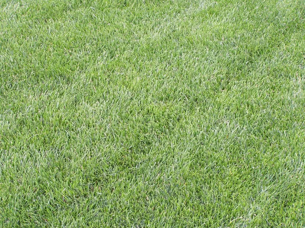 Top-rated outdoor landscaping in Lehi, UT - Green Gro Hydroseeding