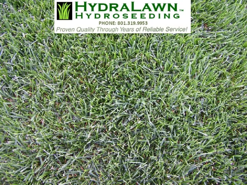 Expert residential landscaping experts serving Lehi, UT - Green Gro Hydroseeding