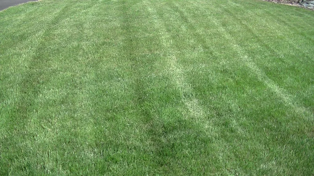 Reliable yard cleanup service in Providence, UT by Green Gro Hydroseeding