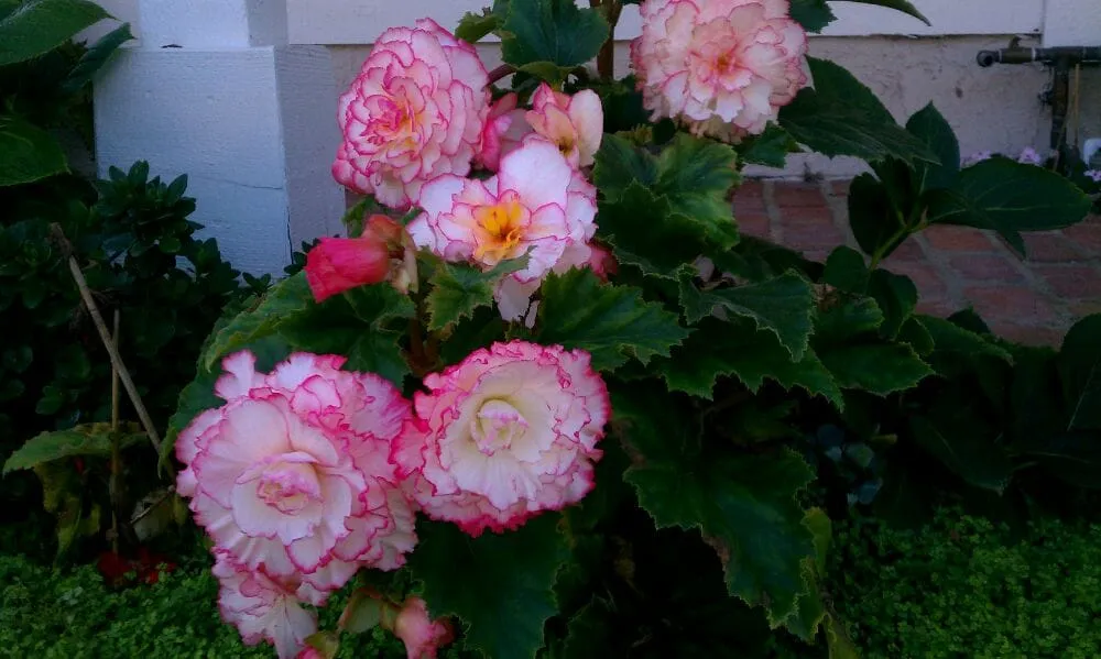 Custom landscaping services in Camarillo, CA - Green Grounds Landscaping