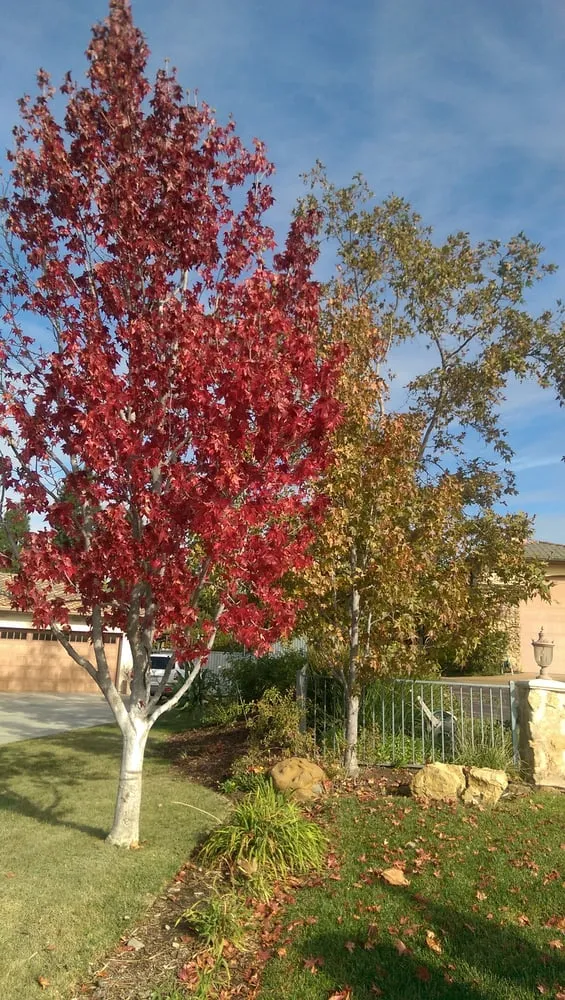 Affordable lawn mowing service in Camarillo, CA - Green Grounds Landscaping