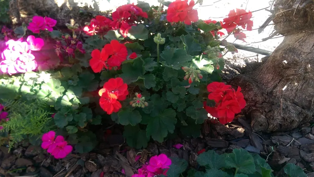 Expert lawn care service near you in Camarillo, CA by Green Grounds Landscaping