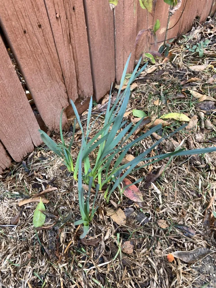 Local outdoor landscaping for beautiful yards in McKinney, TX by Green-Grounds