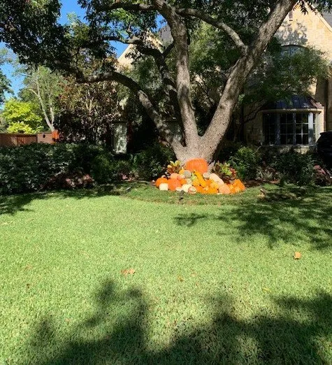 Local yard maintenance in McKinney, TX - Green-Grounds