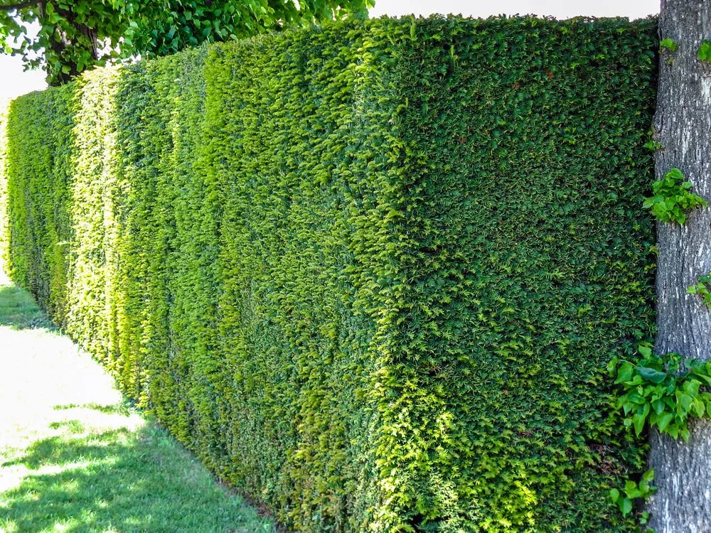 Local yard cleanup service experts serving Chattanooga, TN - Green Grounds Solutions