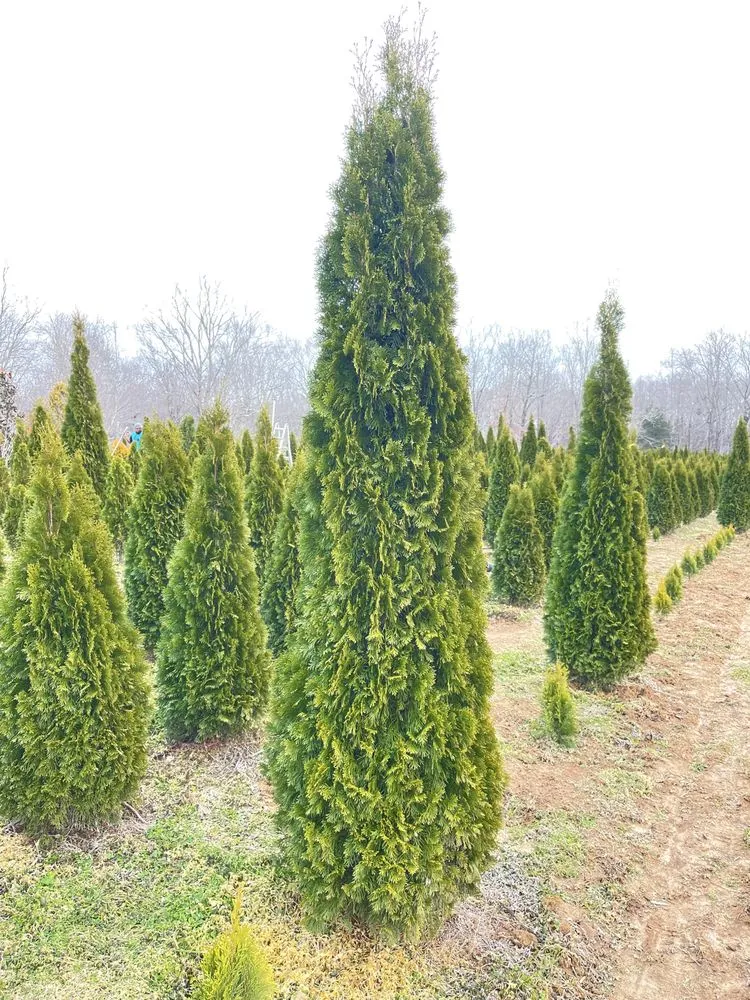 Expert garden landscaping for residential properties across NOLENSVILLE, TN - Green Grow Nursery and Landscaping Services