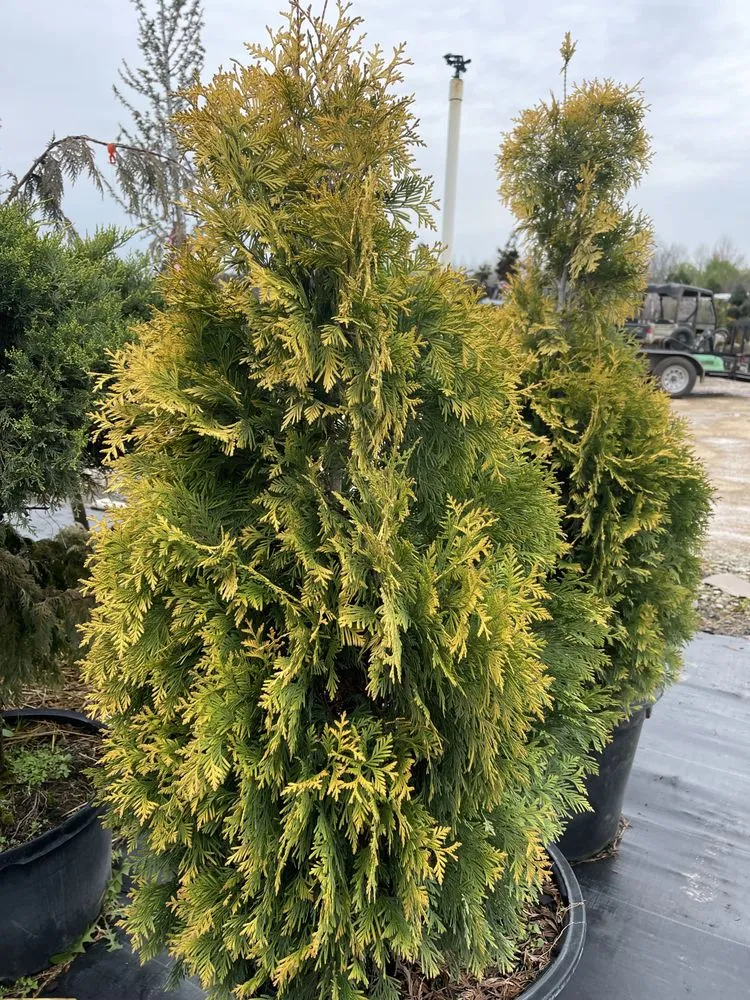 Affordable landscape design experts serving NOLENSVILLE, TN - Green Grow Nursery and Landscaping Services