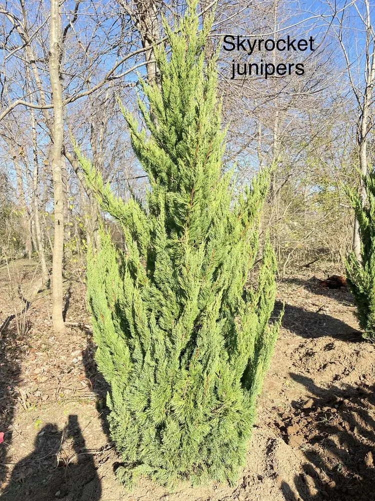 Expert garden landscaping for outdoor upgrades across NOLENSVILLE, TN - Green Grow Nursery and Landscaping Services