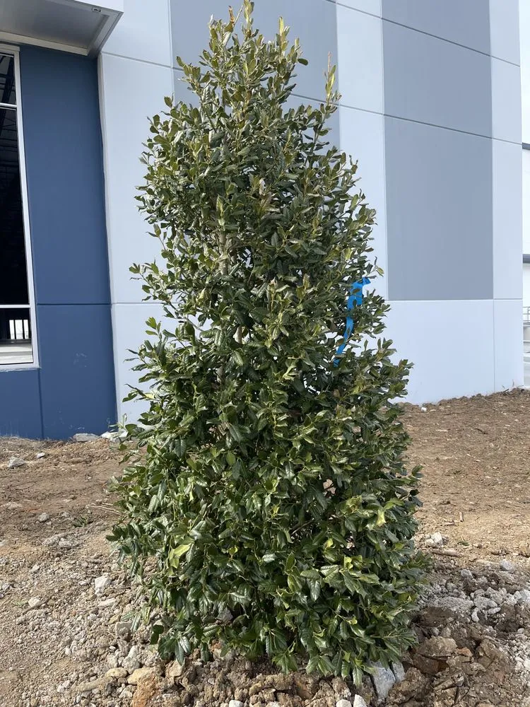 Reliable yard maintenance for beautiful yards across NOLENSVILLE, TN - Green Grow Nursery and Landscaping Services