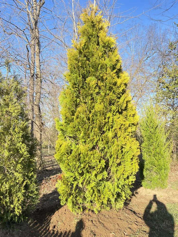 Reliable lawn care service experts serving NOLENSVILLE, TN - Green Grow Nursery and Landscaping Services