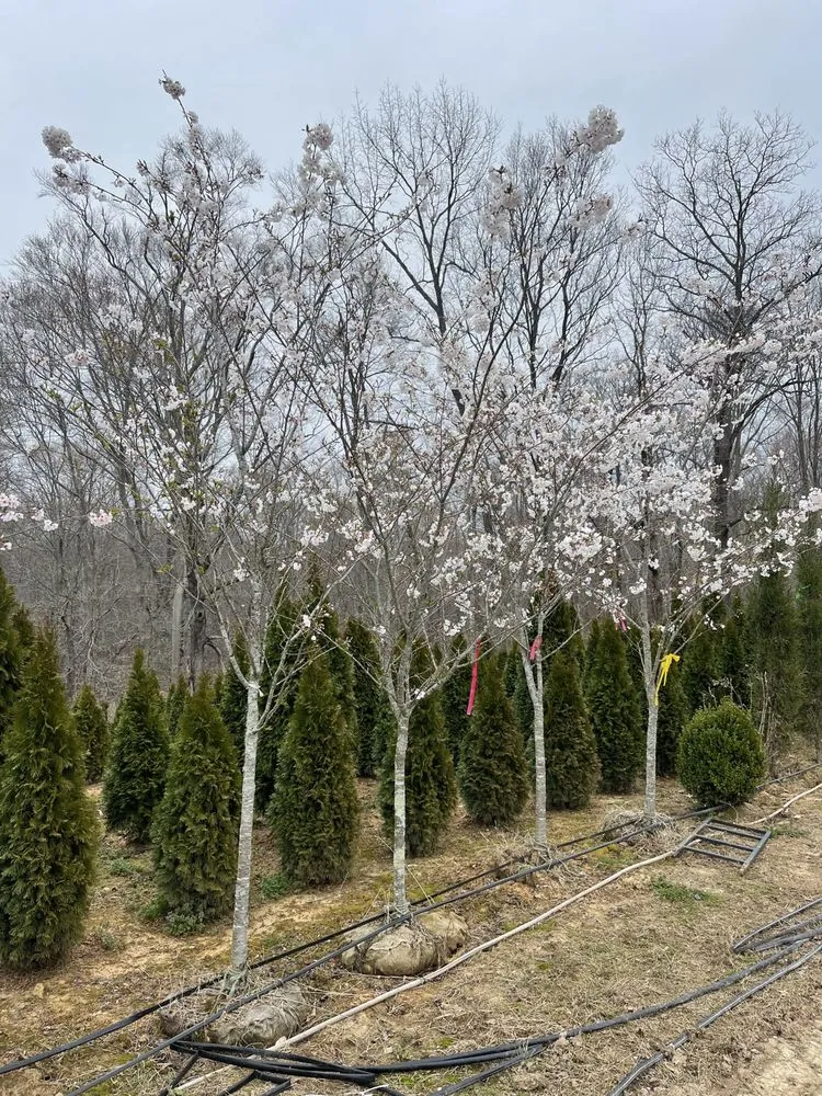 Top-rated yard maintenance near you in NOLENSVILLE, TN by Green Grow Nursery and Landscaping Services