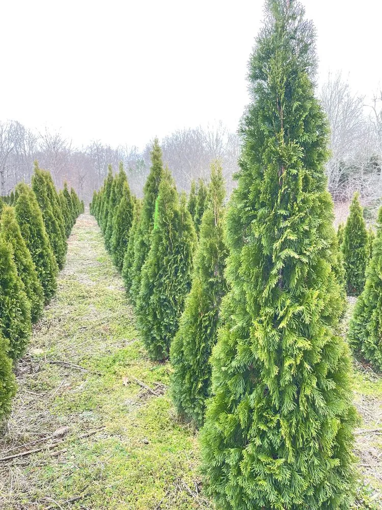 Top-rated landscape installation for residential properties across NOLENSVILLE, TN - Green Grow Nursery and Landscaping Services