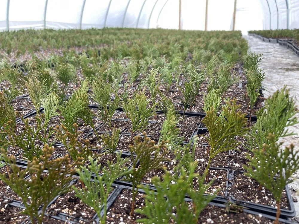 Expert yard cleanup service experts serving NOLENSVILLE, TN - Green Grow Nursery and Landscaping Services