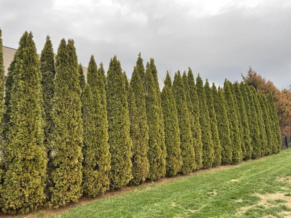 Trusted lawn mowing service experts serving NOLENSVILLE, TN - Green Grow Nursery and Landscaping Services