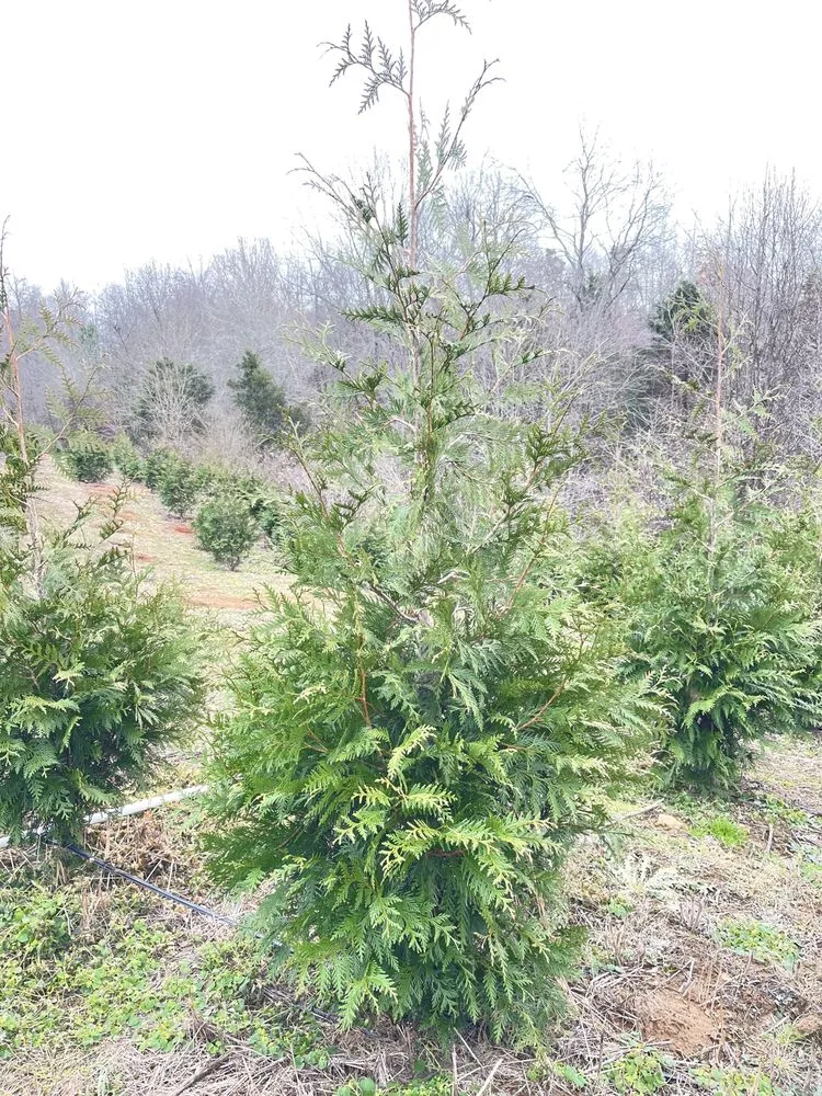 Top-rated garden landscaping in NOLENSVILLE, TN by Green Grow Nursery and Landscaping Services