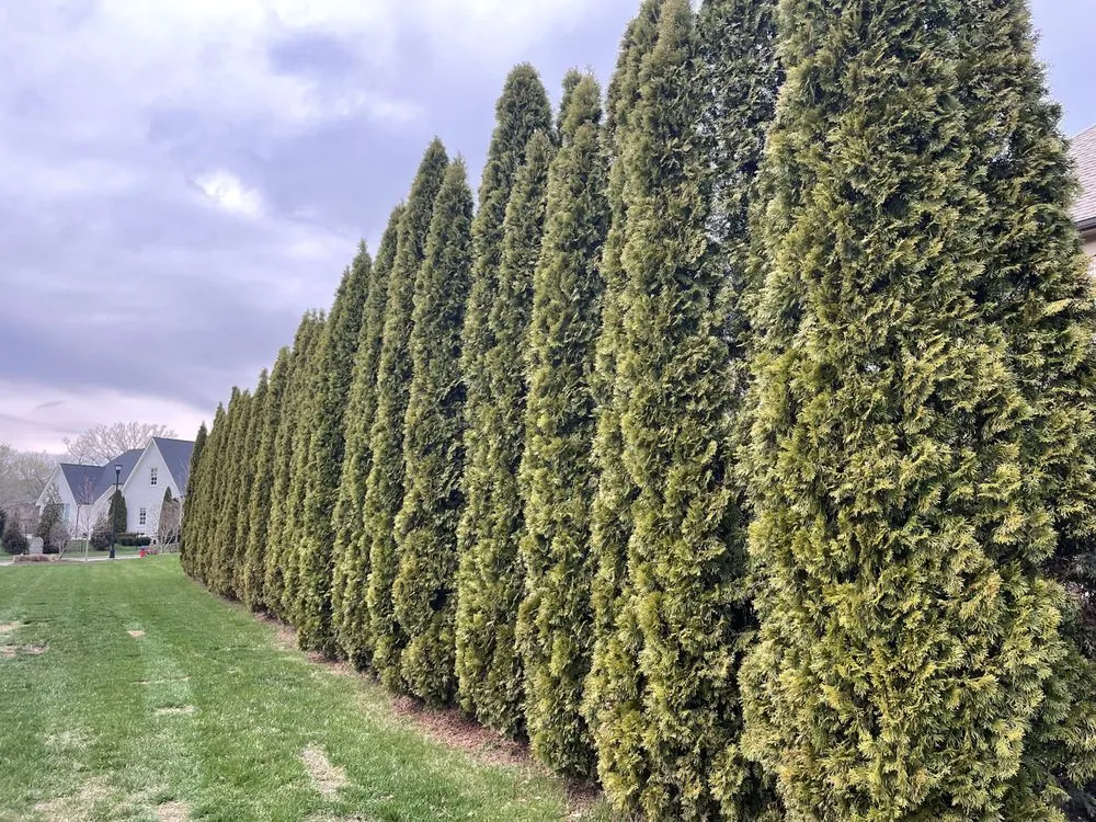 Reliable lawn mowing service in NOLENSVILLE, TN - Green Grow Nursery and Landscaping Services