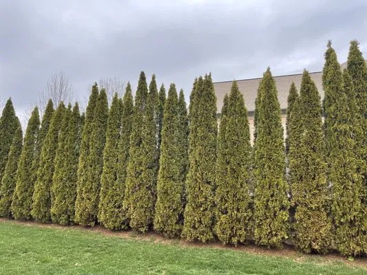 Green Grow Nursery and Landscaping Services