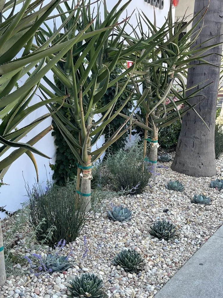 Trusted lawn care service in Inglewood, CA - Green Grows Landscaping