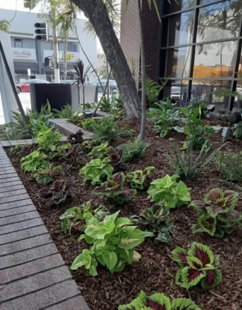 Custom yard cleanup service near you in Inglewood, CA by Green Grows Landscaping