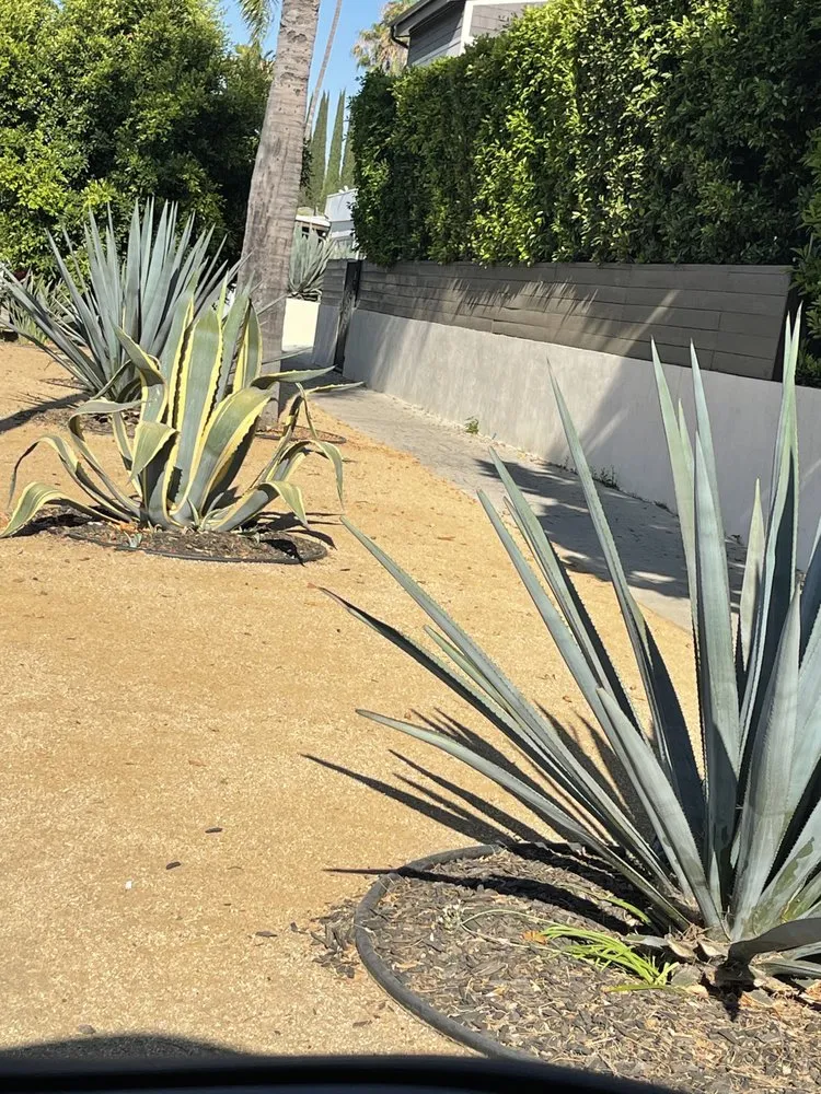 Trusted yard cleanup service in Inglewood, CA - Green Grows Landscaping