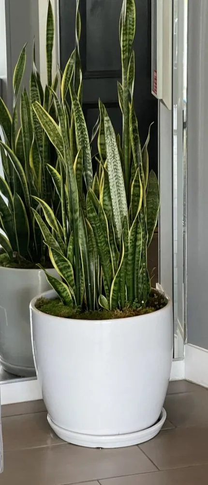 Local landscape installation in Inglewood, CA - Green Grows Landscaping