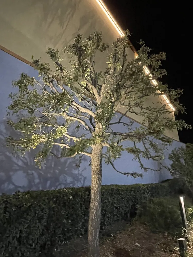 Affordable lawn care service experts serving Inglewood, CA - Green Grows Landscaping