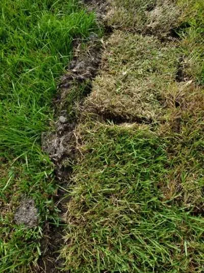 Top-rated landscaping services in Land O Lakes, FL - Green Guru