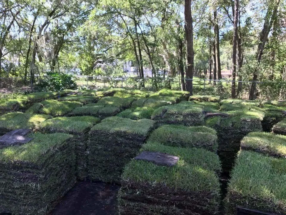 Local residential landscaping in Land O Lakes, FL - Green Guru