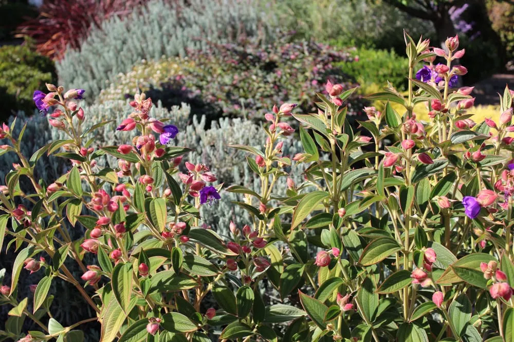 Top-rated yard maintenance in San Rafael, CA by Green Hand Landscaping