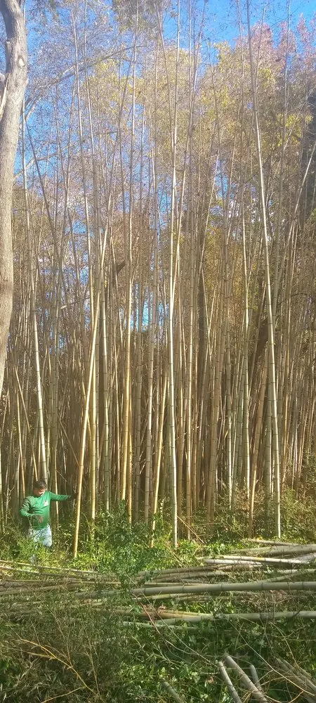 Affordable yard maintenance in Richmond, VA - Green Harvest Landscaping