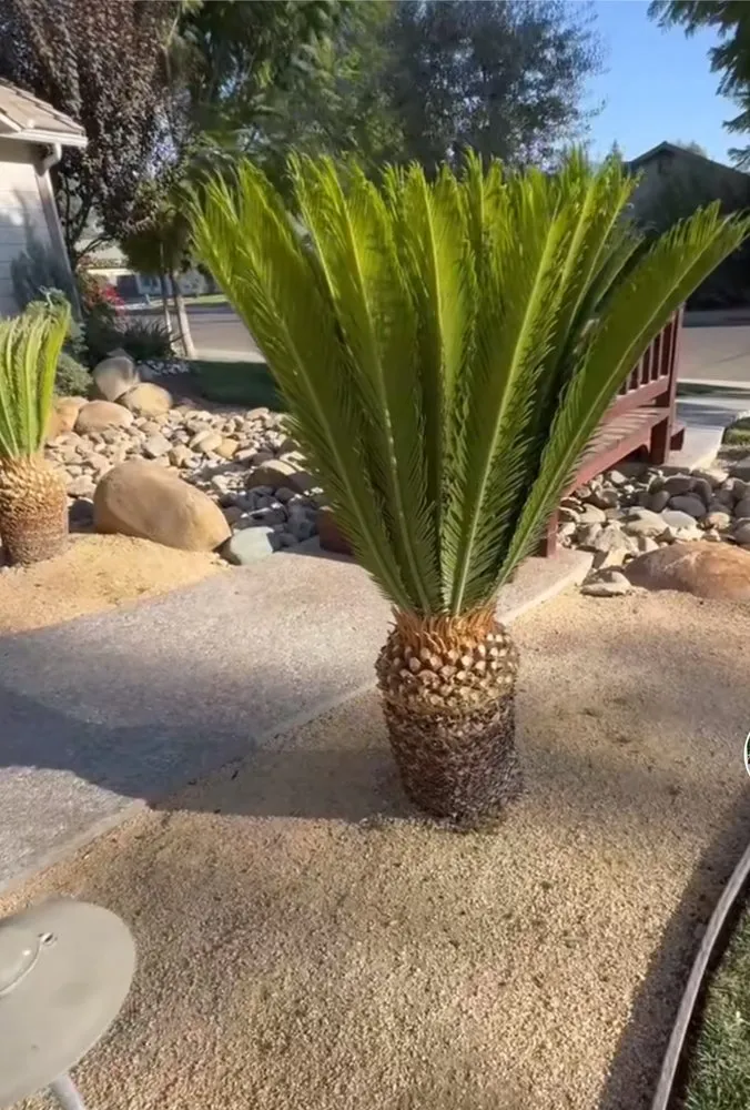 Expert residential landscaping for beautiful yards in Bakersfield, CA by Green Haven Gardening Services